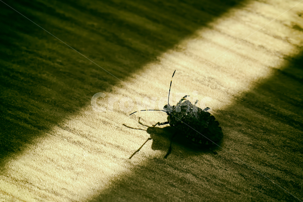 invertebrate,무척추동물,animal,동물,insect,곤충,노린재,그늘,빛,곤충,벌레,insect,bug