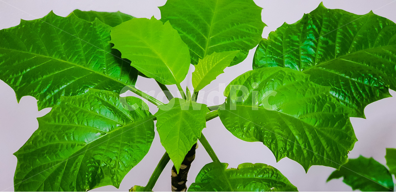 초록,식물,화분,접사,새싹,식물,자연,plants,nature