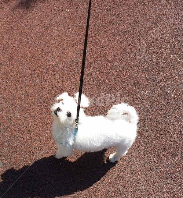강아지,산책,자연,dog,puppy,동물,animal,포유류,mammal,개,강아지,dog,doggy