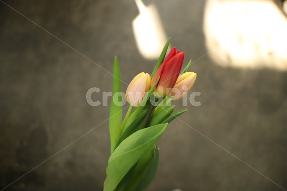 plant,flower,blossom,feeling,sensible,nature,식물,꽃,자연,색감,색깔,색채,시즌,감성사진,힐링,감성,배경,봄,튤립,tulip,햇살,꽃,flower