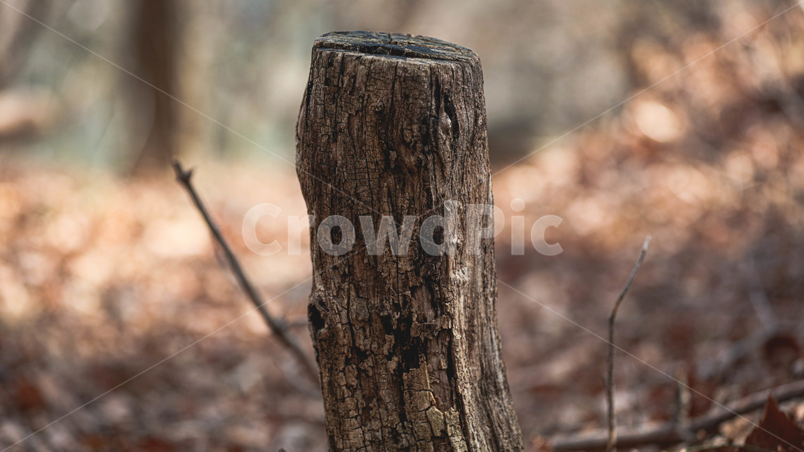 나무,tree,식물,plant,고즈넉한