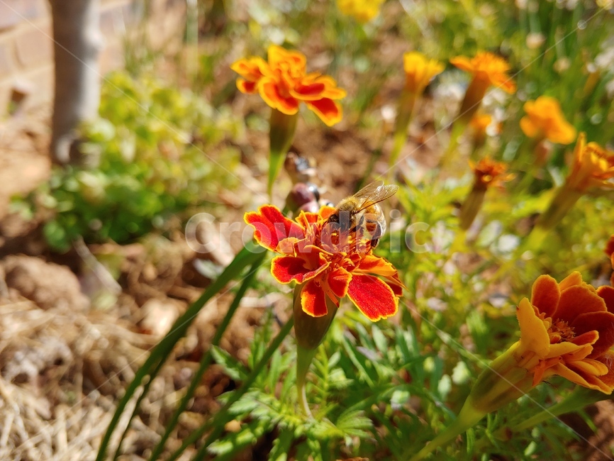 꽃,메리골드,벌,가을,주황,식물,자연,plants,nature,꽃,flower,동물,animal,곤충,벌레,insect,bug