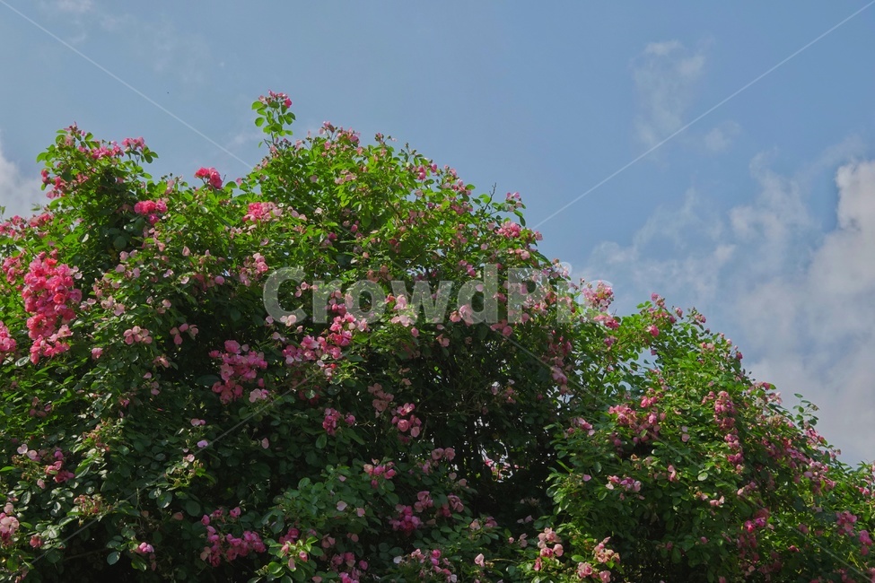 plant,식물,꽃,장미,공원,flower,봄