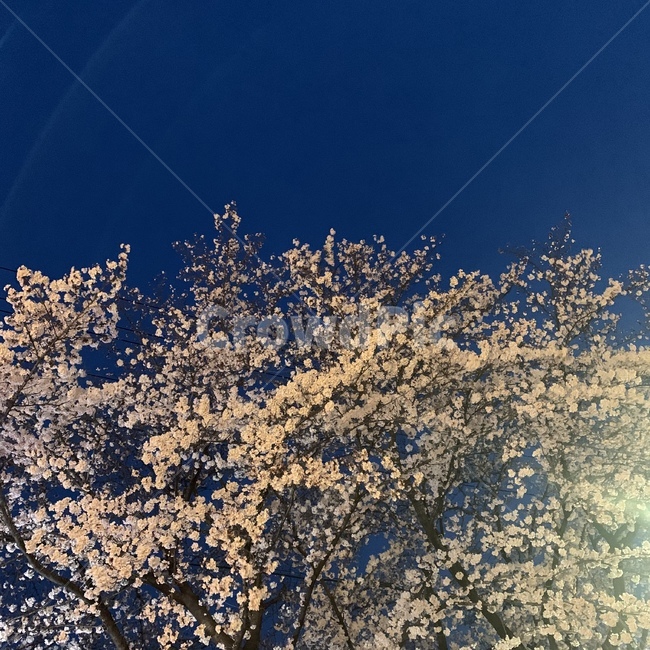 봄,봄꽃,꽃,벚꽃,풍경,자연,감성,감성사진