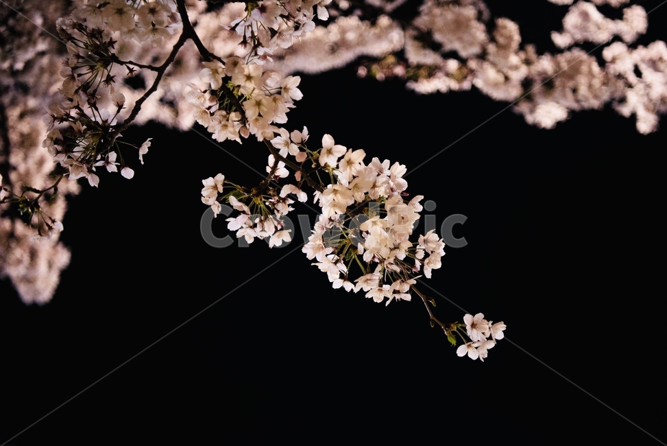 벚꽃,야경,봄,벚나무,밤,봄,계절,spring,season,야경,밤,풍경,nightscape,night,landscape,plant,식물,flower,꽃,cherry blossom,blossom