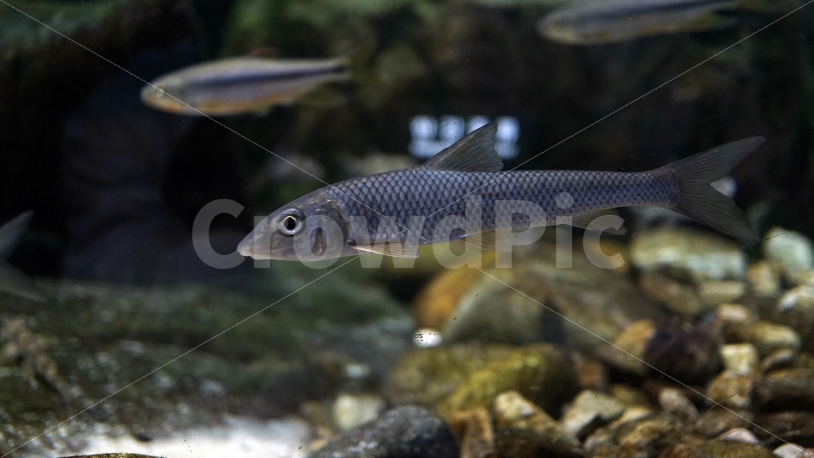 물고기,잉어,열대어,붕어,생선,어류,수족관,낙시,fish,어항,금붕어,수산,해양,바다,생물,동물,물속,바다속,바닷속,animal,수중,생명,자연,nature,물결,동물,animal,어류,물고기,fish