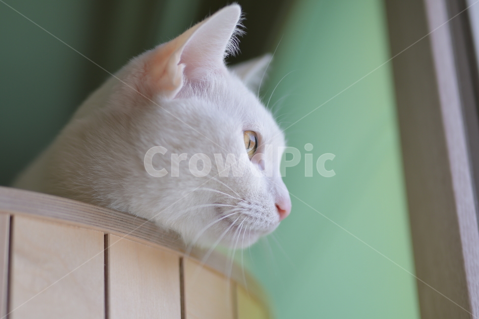 고양이,반려묘,반려동물,동물,캣,코숏,하얀고양이,cat,kitty,kitten,animal,동물,animal,포유류,mammal,고양이,cat,kitten,kitty