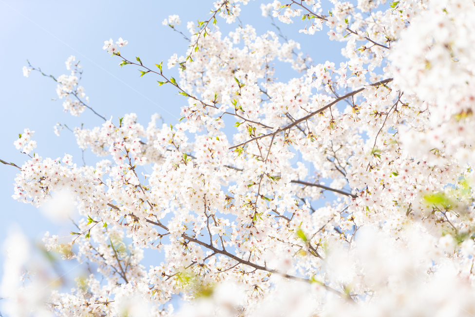 벚꽃,꽃,봄,핑크,분홍,나무,plant,식물,cherryblossom,blossom,flower,따뜻,따뜻한,벚꽃축제