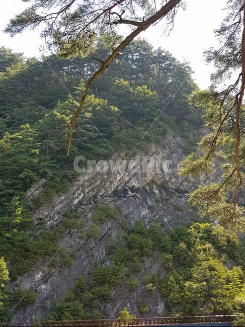 절벽,단층,나무,자연,강원도,소나무,자연,풍경,nature,landscape,tree,plant,식물,outdoors,옥외