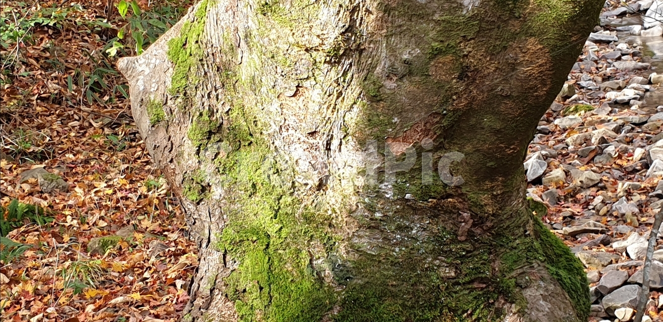 nature,자연,나무기둥,줄기,나체,여인,유방,인체