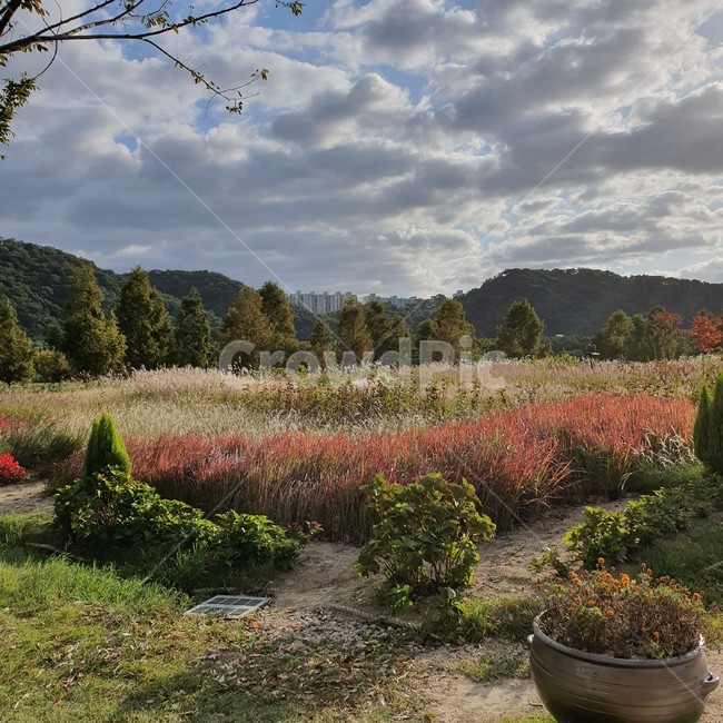 정원,산책,고수부지,가을,하늘,구름,나무,풀,오후,garden,fall,sky,cloud,plant,afternoon,태화강,국가정원