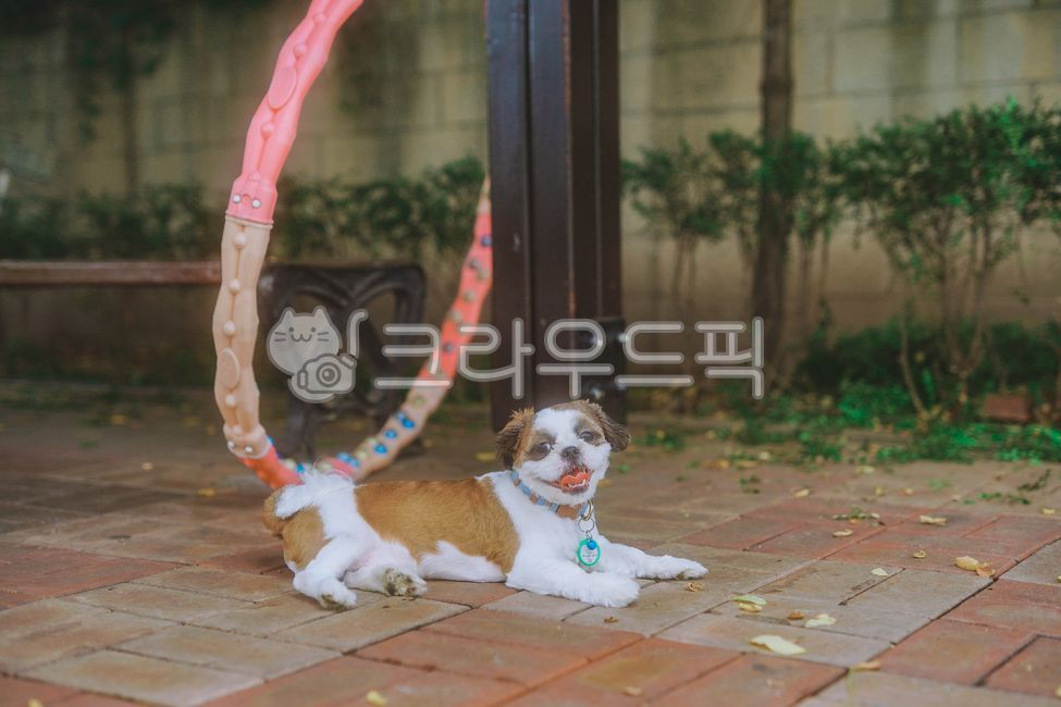 Pets,puppy,shih tzu,animal,pet dog,dog food,dog,park,pet