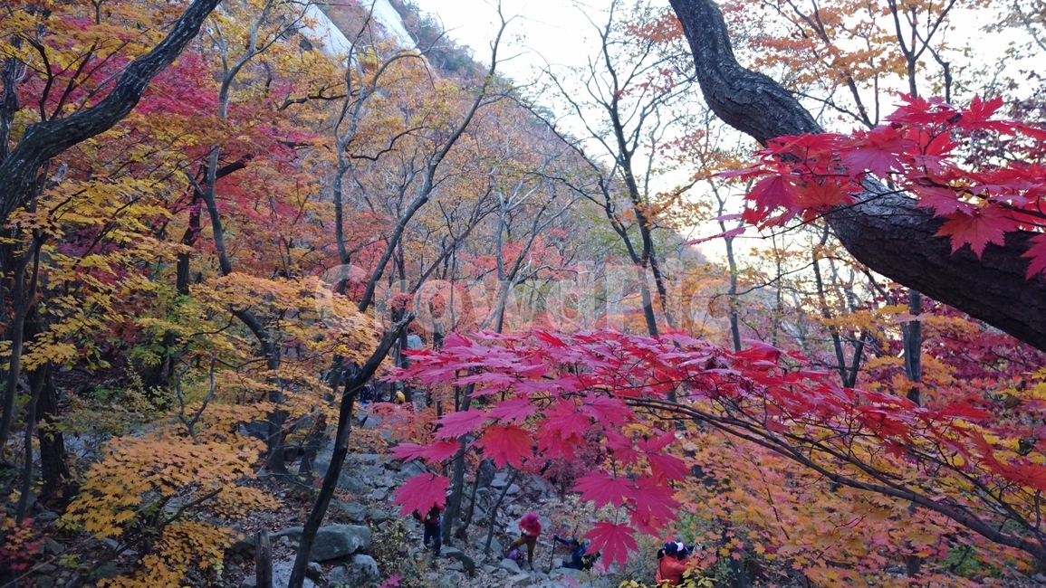 가을,단풍,북한산,숨은벽,계곡,밤골단풍,등산