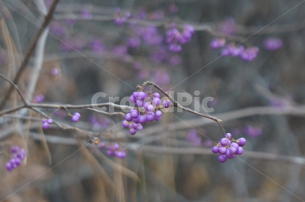 좀작살나무,좀작살나무열매,보라색열매,예쁜열매,나무열매,식물,자연,plants,nature,과일,열매,fruit