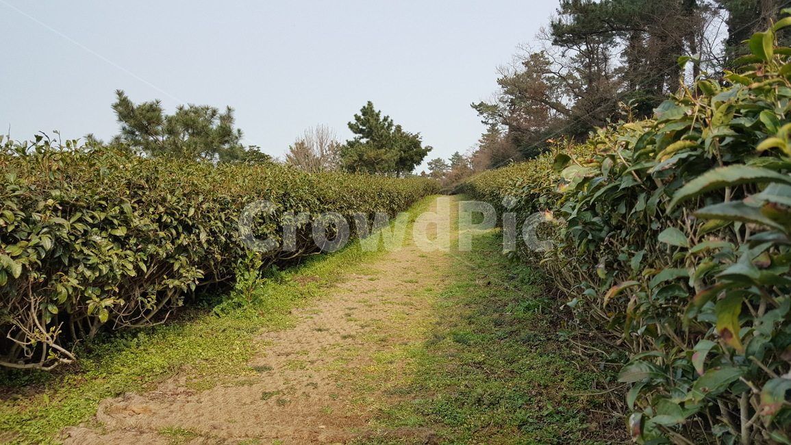 녹차밭,녹차,식물,plant,밭