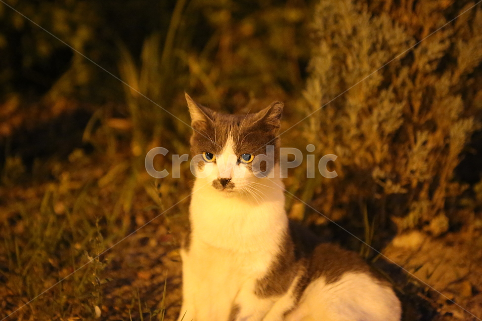 동물,고양이,야생,냥이,길냥이,동물,animal,포유류,mammal,고양이,cat,kitten,kitty