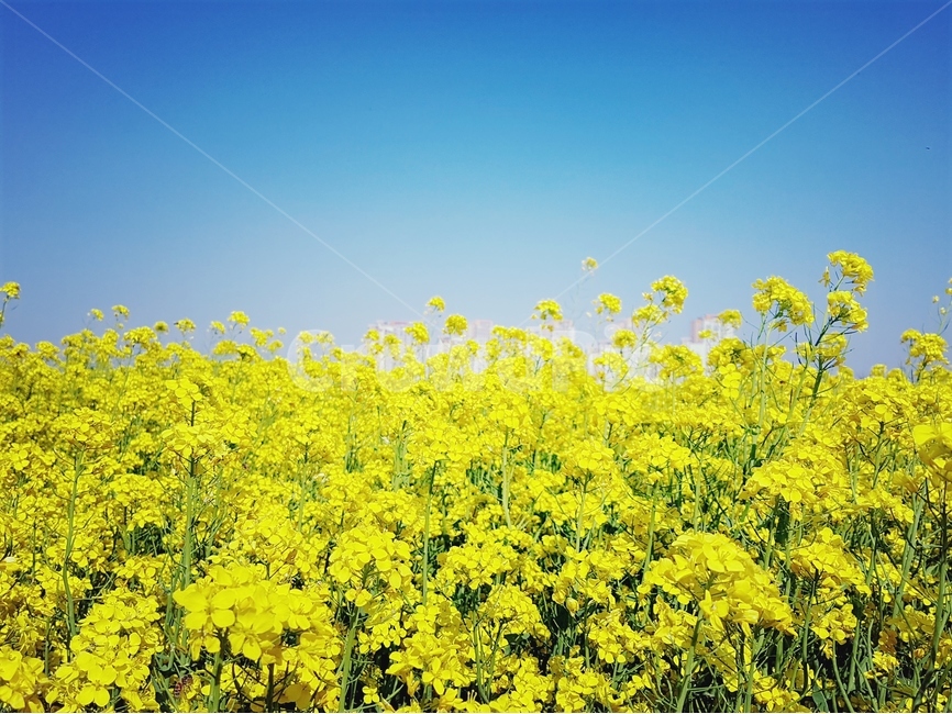 유채꽃,노란색,봄,파랑하늘,풍경,유채밭,봄,계절,spring,season,자연,풍경,nature,landscape,식물,plants,꽃,flower