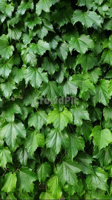 담쟁이덩굴,잎사귀,식물,자연,초록,싱그러움,여름,담벼락,배경,background,nature,plants