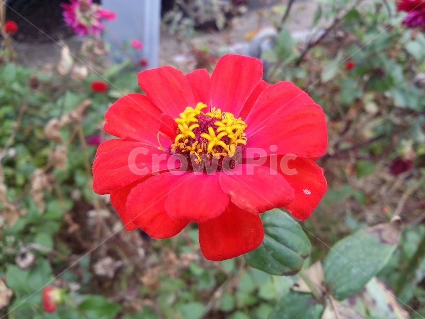 식물,plant,꽃,꽃잎,자연,flower,식물,자연,plants,nature,꽃,flower