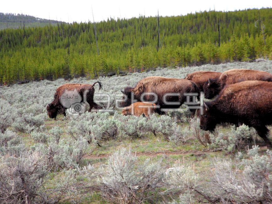 옐로우스톤,국립공원,버팔로,미국,와이오밍,유네스코,세계자연유산,자연,옥외,풍경,경치,경관,yellowstone,nationalpark,buffalo,usa,wyoming,unesco,worldnaturalheritage,nature,outdoors,landscape,scenic,scenery,동물,animal,포유류,mammal,동물,animal,포유류,mammal