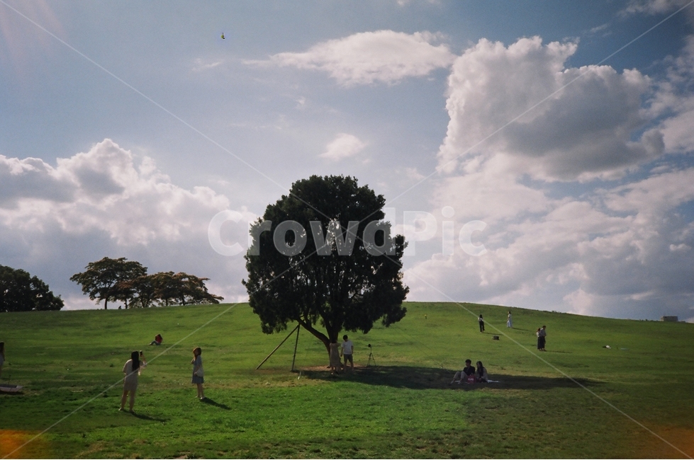 올림픽공원,나홀로나무,나무,맑음,필름카메라,구름,들판,olympicpark,tree,sunny,filmcamera