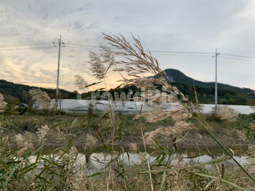 식물,plant,갈대,reed,자연,nature