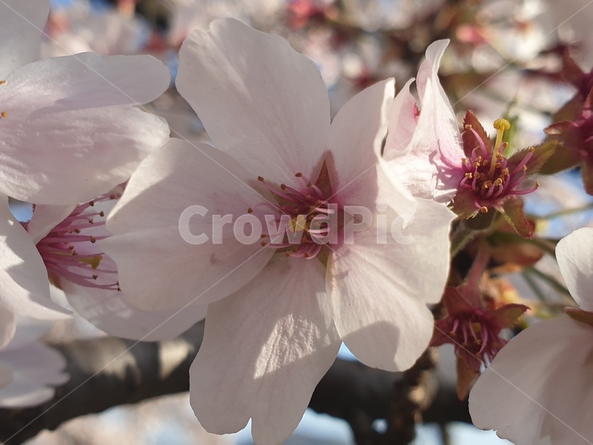 봄,벛꽃,클로즈업,방긋,향긋,봄,계절,spring,season,꽃,flower,plant,식물,blossom,cherry blossom,벚꽃,geranium,제라늄
