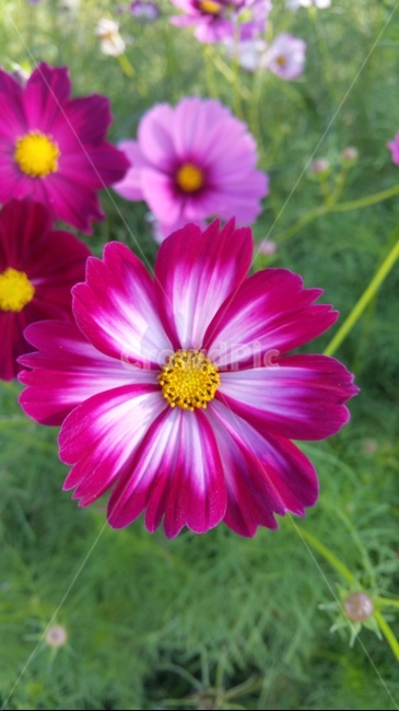 꽃,자연,플라워,색감,개화,flower,분홍,식물,자연,plants,nature,꽃,flower