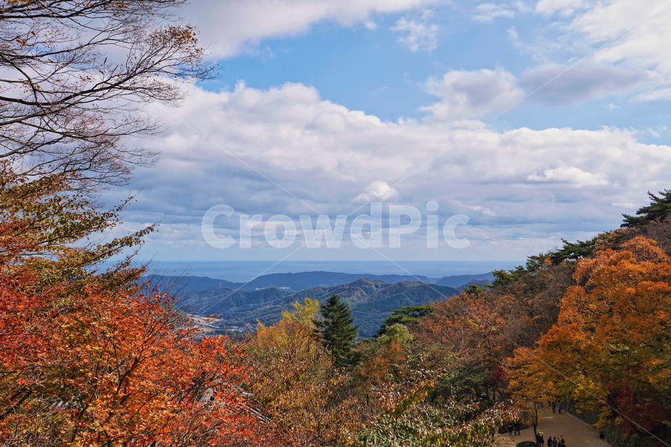 가을,fall,autumn,단풍,maple,바다,nature,자연,옥외,outdoors,나무,tree,풍경,하늘,sky,가을,계절,fall,autumn,season,자연,풍경,nature,landscape,plant,식물