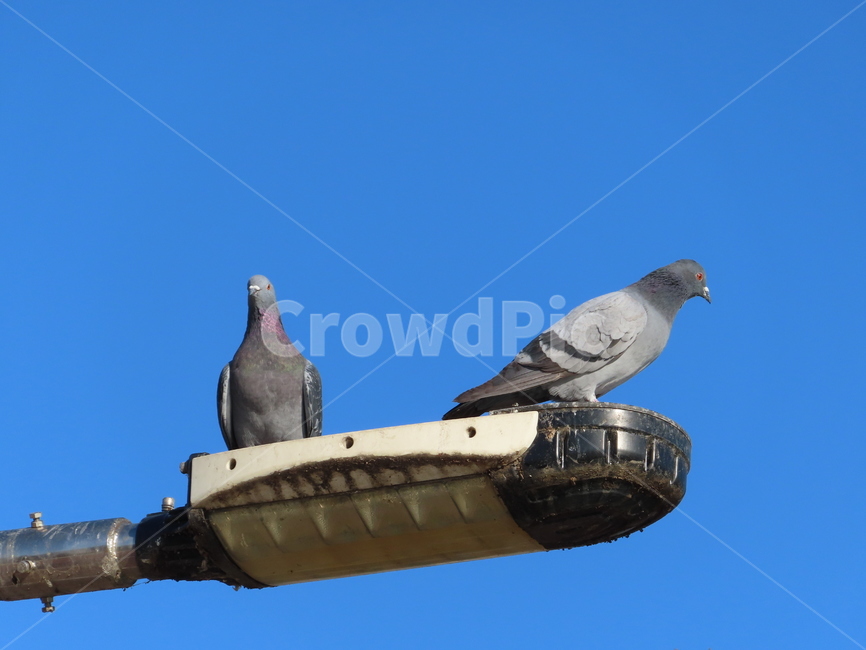 비둘기,전등,하늘,새,조류,부리,pigeon,lights,sky,bird,beak,동물,animal,조류,새,birds