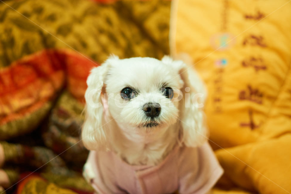 개,강아지,말티즈,마르티스,동물,댕댕이,애니멀,animal,말티스,마르티즈,pet,dog,nature,자연,동물보호,동물,animal,포유류,mammal,개,강아지,dog,doggy