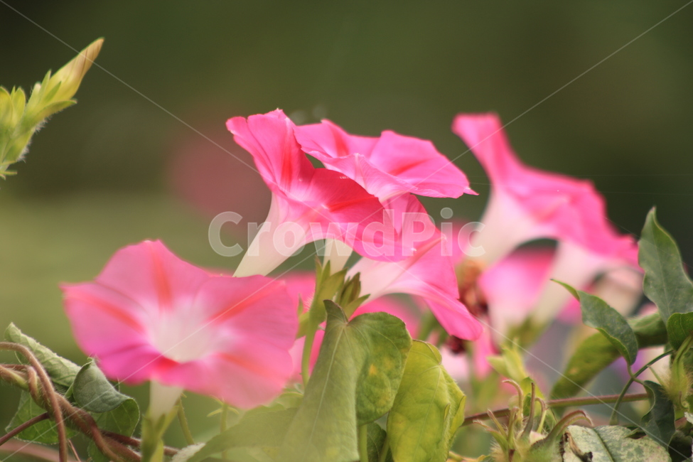 나팔꽃,야생화,plant,flower,꽃,식물,blossom