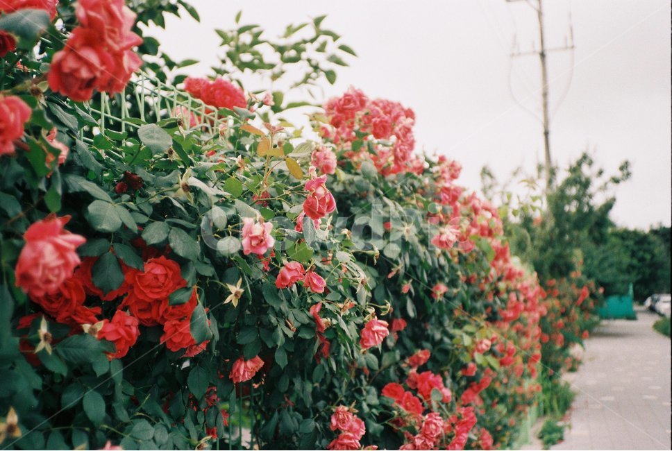 꽃,장미,장미꽃,봄,필름카메라,필름,flower,film