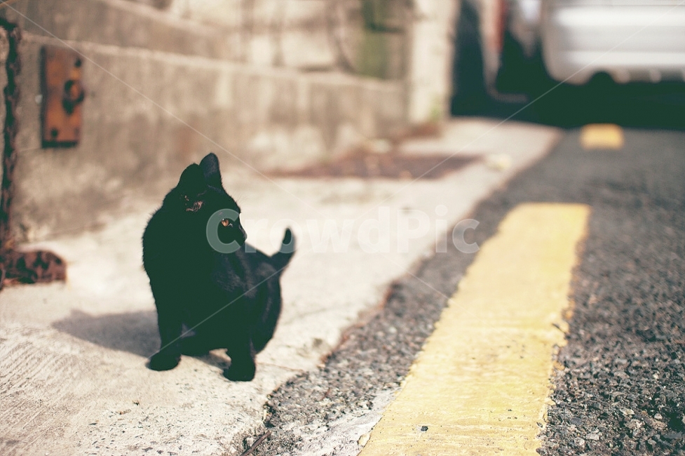동물,고양이,길고양이,반려묘,감성사진,animal,cat,kitty,emotion,동물,animal,포유류,mammal,고양이,cat,kitten,kitty,감성,sensible,feeling