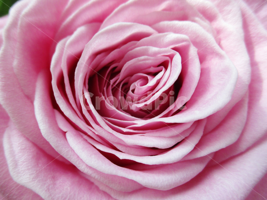 장미,분홍,핑크,꽃,rose,flower,식물,식물,자연,plants,nature,꽃,flower
