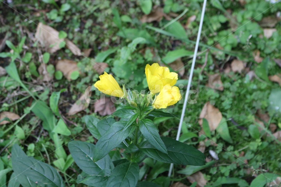 꽃,식물,노랑,초록,자연,flower,plants,yellow,green,nature,hana,shokubutsu,kiiro,midori,식물,자연,plants,nature,꽃,flower