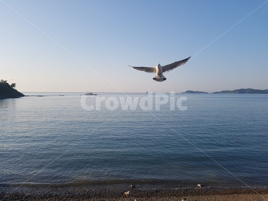 animal,새,bird,flying,동물