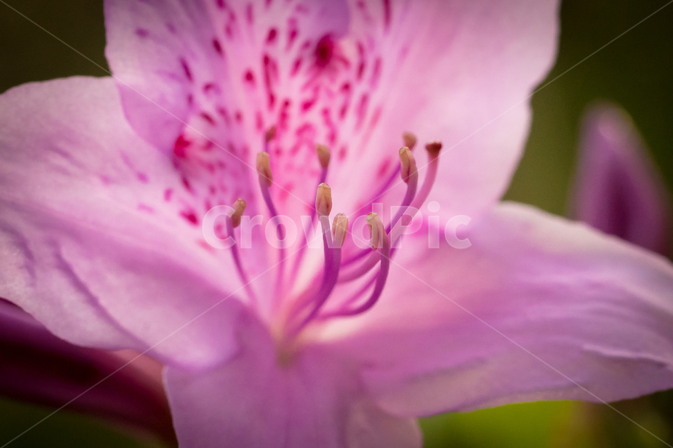 봄,꽃,철쭉,자연,풍경,접사,spring,flower,nature,beauty,봄,계절,spring,season,식물,자연,plants,nature,꽃,flower,plant,blossom,geranium,제라늄