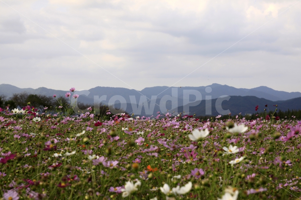 코스모스,가을,가을노래,가을여행,사랑,감사,희망,꽃,꽃사진,fall,autumn,season,plants,nature,flower,자연,풍경,nature,landscape,가을,계절,fall,autumn,season,식물,plants,꽃,flower,outdoors,옥외,field,들,grassland,목초지