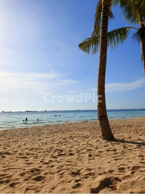 야자수,palmtree,모래사장,sandybeach,바다,해변,beach,tropical,boracay,보라카이,화이트비치,whitebeach,summer,여름,맑은,sunny,tree,나무,해변,바다,beach,sea