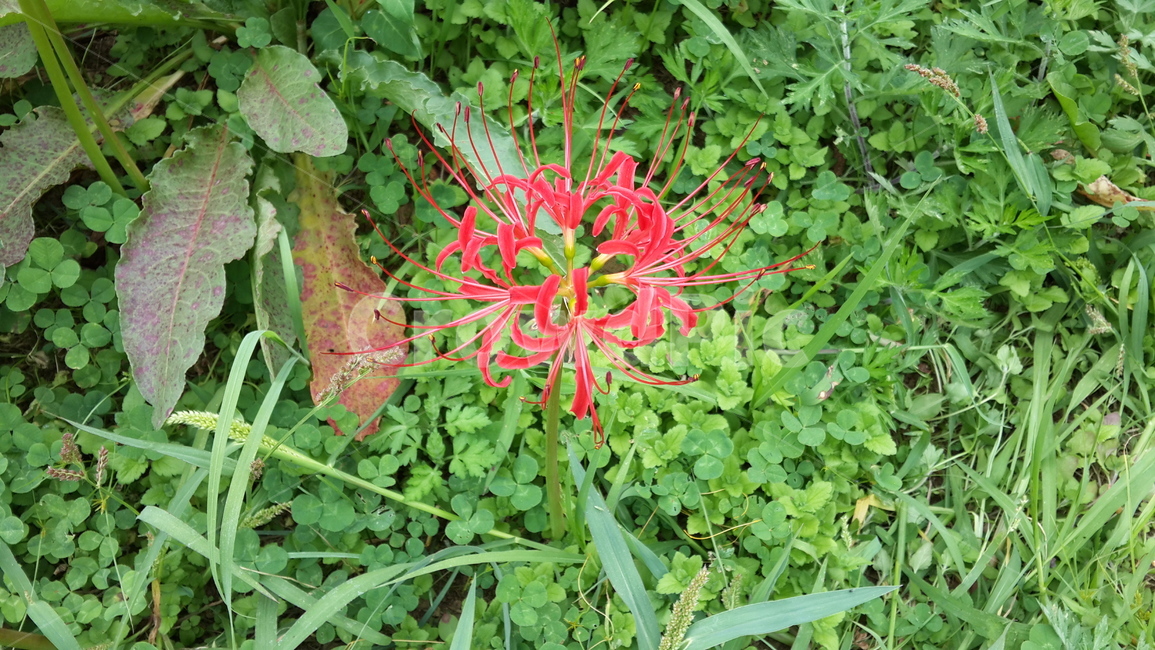 plant,식물,꽃,빨간꽃,꽃무릇,허브,식물,자연,plants,nature,꽃,flower