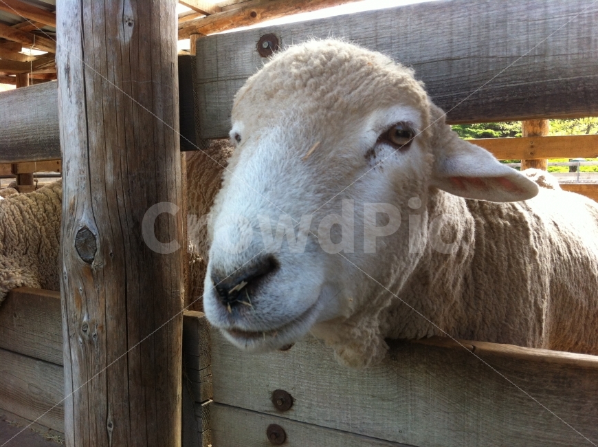 Lamb ribs,Grilled lamb,One sheep,lamb skewers,lamb,animal,flock of sheep,Livestock,sheep,sheep ranch