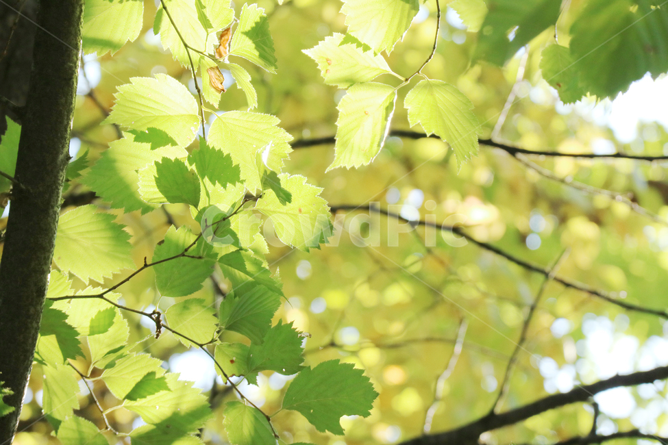 나뭇잎,봄,식물,자연,배경,배경이미지,초록,잎,잎사귀,나무,식물,자연,plants,nature