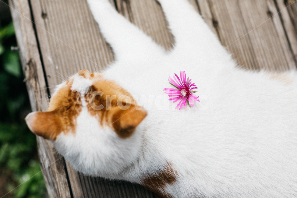 고양이,야옹이,냥,길냥이,꽃냥,동물,야옹,cat,캣,꽃,flower,동물,animal,포유류,mammal,고양이,cat,kitten,kitty,감성,sensible,feeling