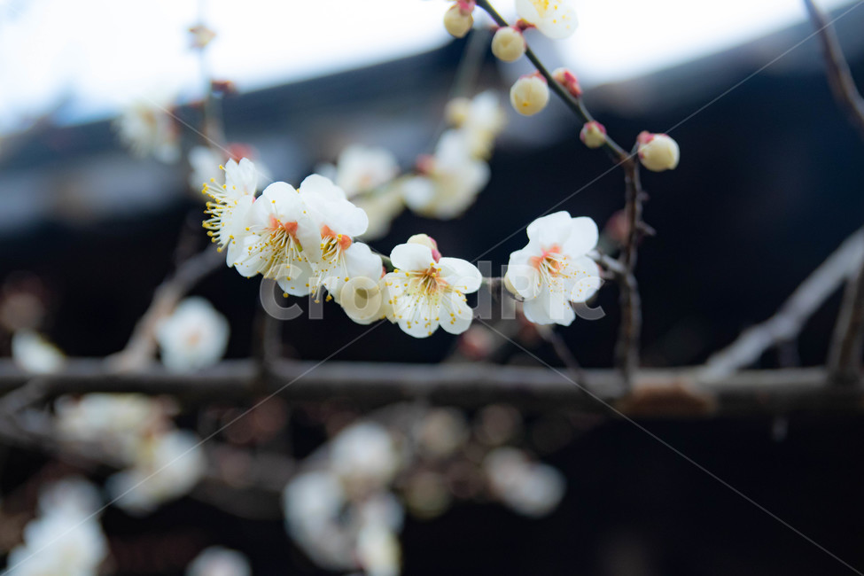 매화꽃,매화,한옥,동양,봄,봄,계절,spring,season,식물,자연,plants,nature,꽃,flower,plant