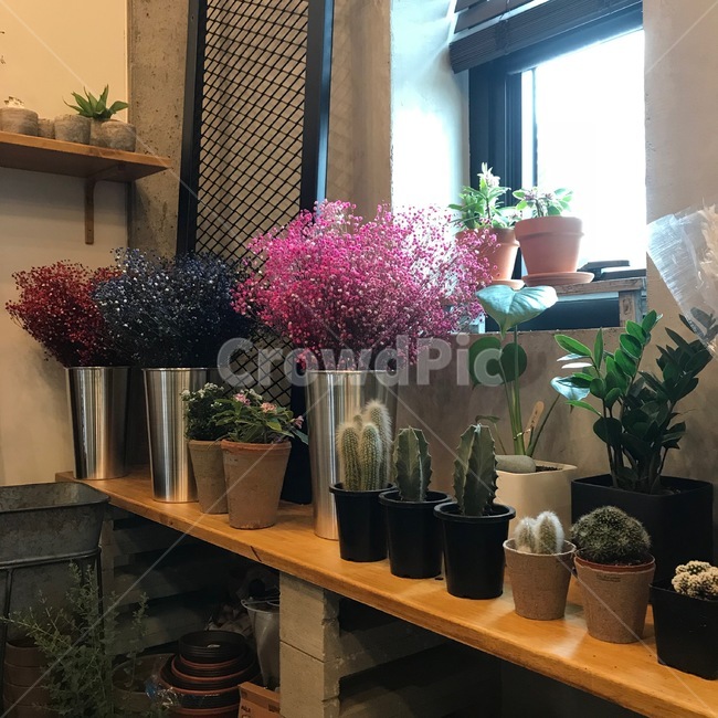 꽃,안개꽃,화분,식물,선인장