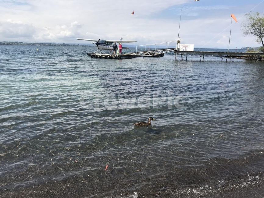 바다,강,자연,여행,오리,동물,포유류,비행,수영,바람,River,Natural,Trip,Duck,Swim,자연,풍경,nature,landscape,사람,인물,인간,human,person,교통,교통수단,traffic,transportation,water,물,waterfront,워터 프론트,pier,교각,port,포트