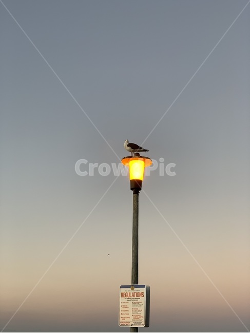 갈매기,새,bird,노을,저녁,감성,배경화면
