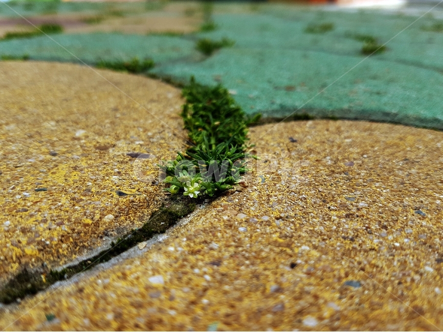 잡초,꽃,하얀꽃,바닥,벽돌,보도블록,식물,자연,plants,nature