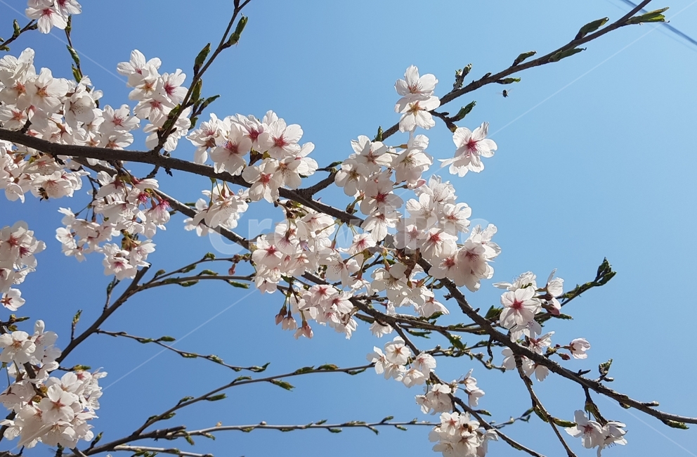 벚꽃,꽃,봄,cherryblossoms,flower,spring,봄꽃,벚꽃축제,하늘